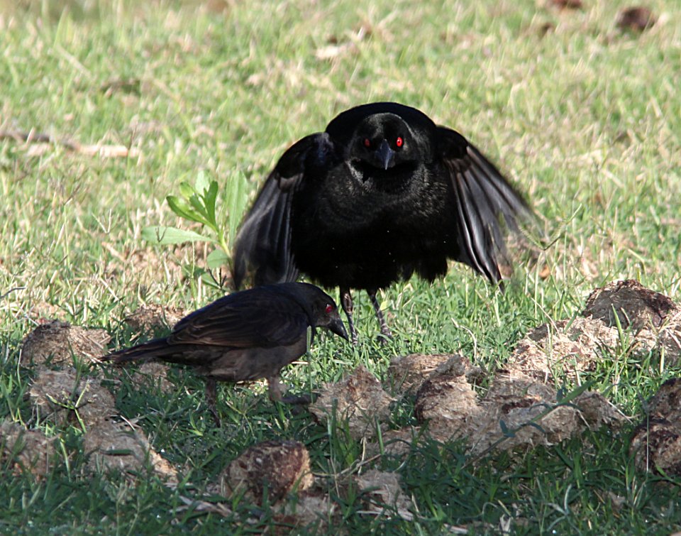 COWBIRD, BRONZED (7-13-11) de anza rrail north of rio rico dr, scc, az -06