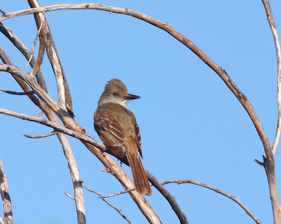 FLYCATCHER, BROWN-CRESTED (7-27-11) rio rico de anza trail north, scc, az -02