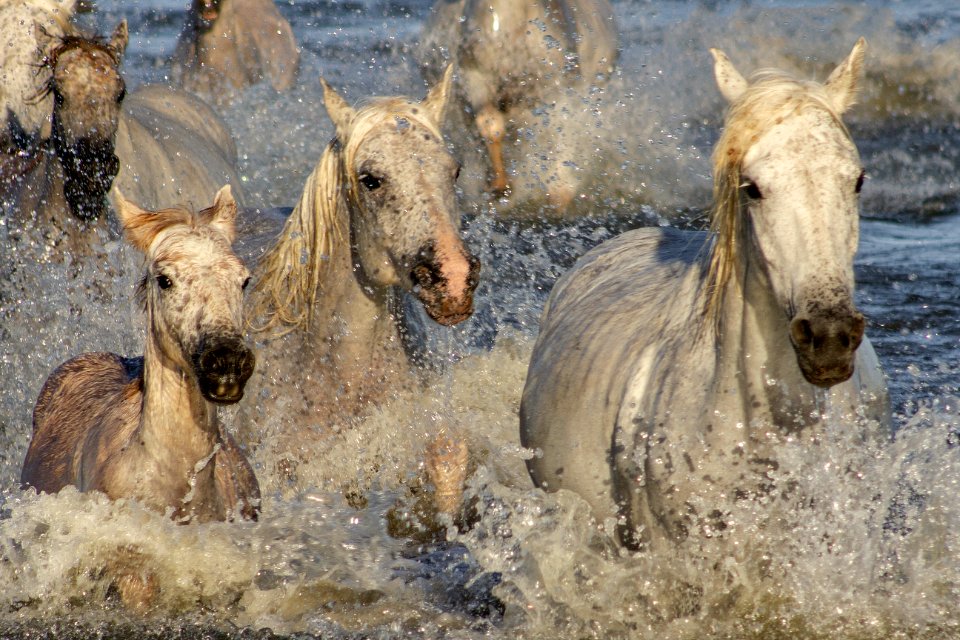 Bouillon camarguais