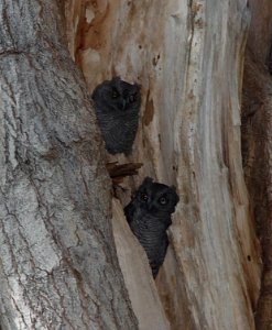 OWL, GREAT HORNED (7-31-11) patagonia-sonoita creek preserve, scc, az -01b
