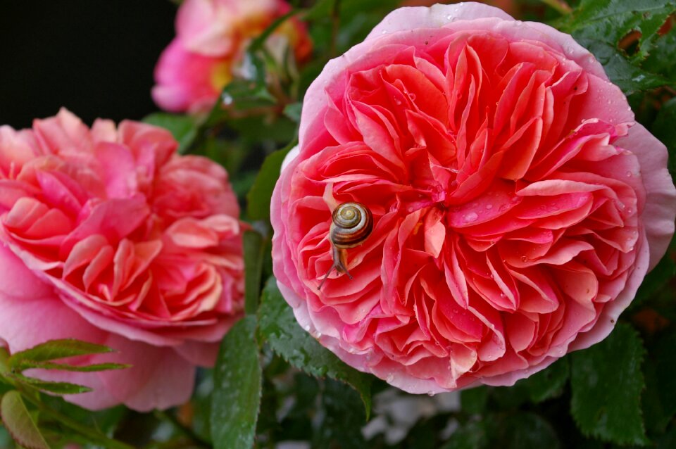 Rose bloom pink fragrance