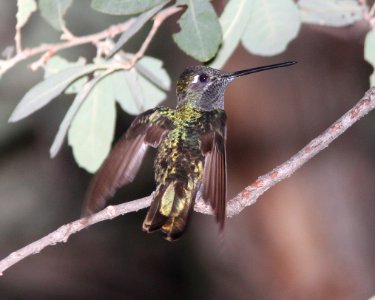 RIVOLI'S HUMMINGBIRD (7-25-11) madera canyon, scc, az -03