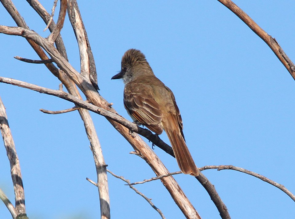 FLYCATCHER, BROWN-CRESTED (7-27-11) rio rico de anza trail north, scc, az -01