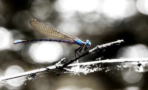 Damsel - Half Way Up A Stick photo