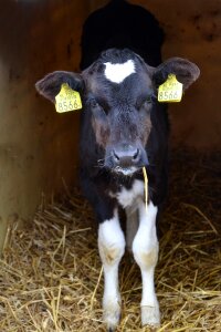 Stand agriculture cows