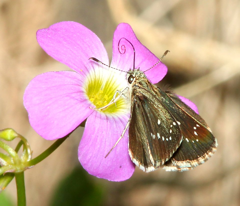 ROADSIDE-SKIPPER, ELISSA (Amblyscirtes elissa) (8-1-11) harshaw road, scc, az -02