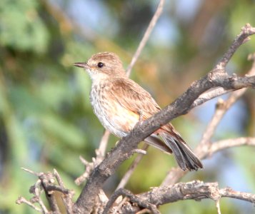 FLYCATCHER, VERMILLION (7-11-11) rio rico ponds, scc, az -02
