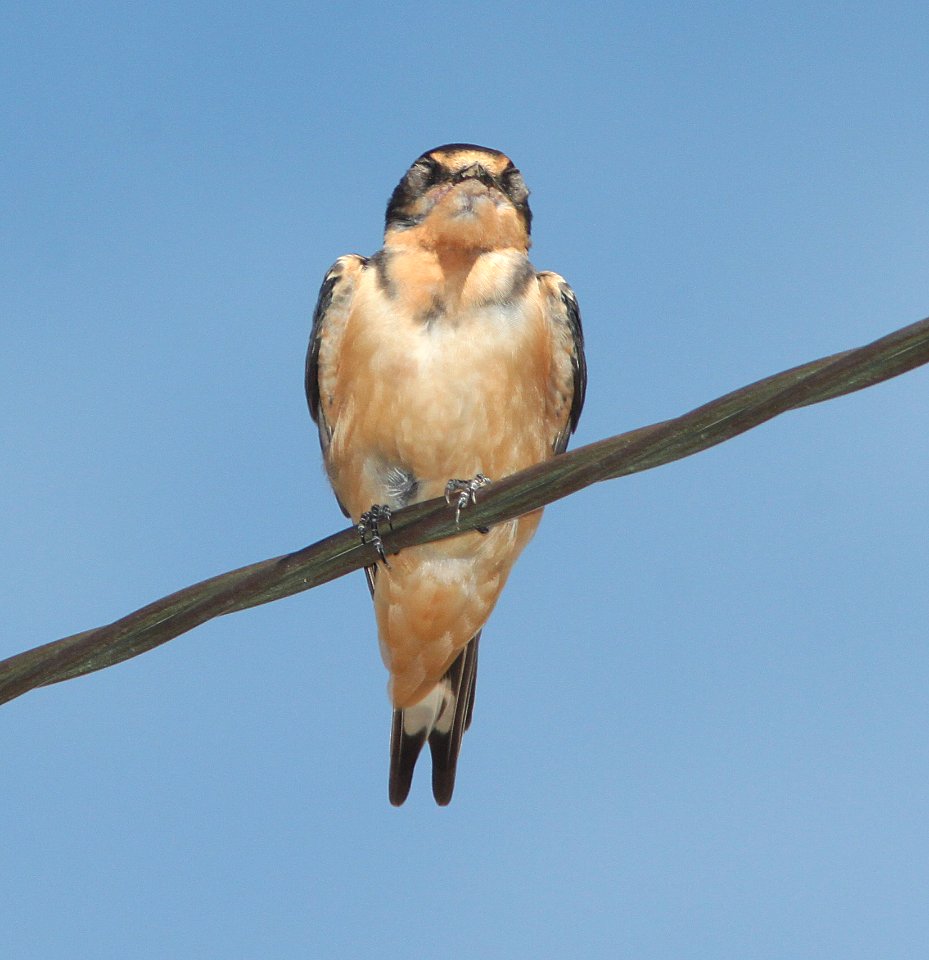 SWALLOW, BARN (7-26-11) kino springs, scc, az -02