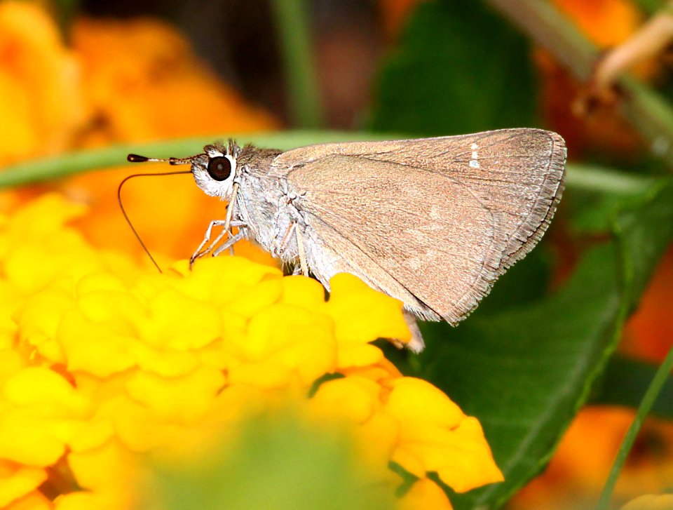 SKIPPER, EUFALA (Lerodea eufala) (9-5-11) 78 circulo montana, patagonia lake ranch estates, scc, az -03