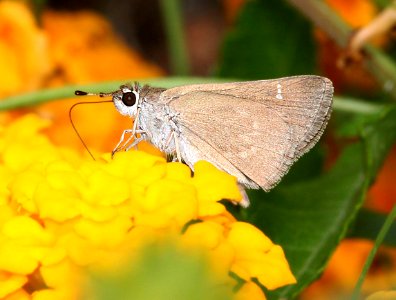 SKIPPER, EUFALA (Lerodea eufala) (9-5-11) 78 circulo montana, patagonia lake ranch estates, scc, az -03