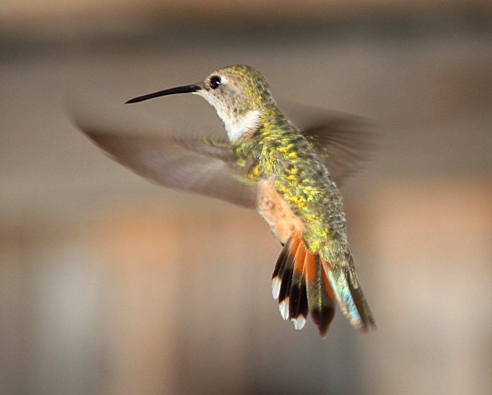 HUMMINGBIRD, RUFOUS (7-24-11) 78 circulo montana, patagonia lake ranch estates, scc, az - 08