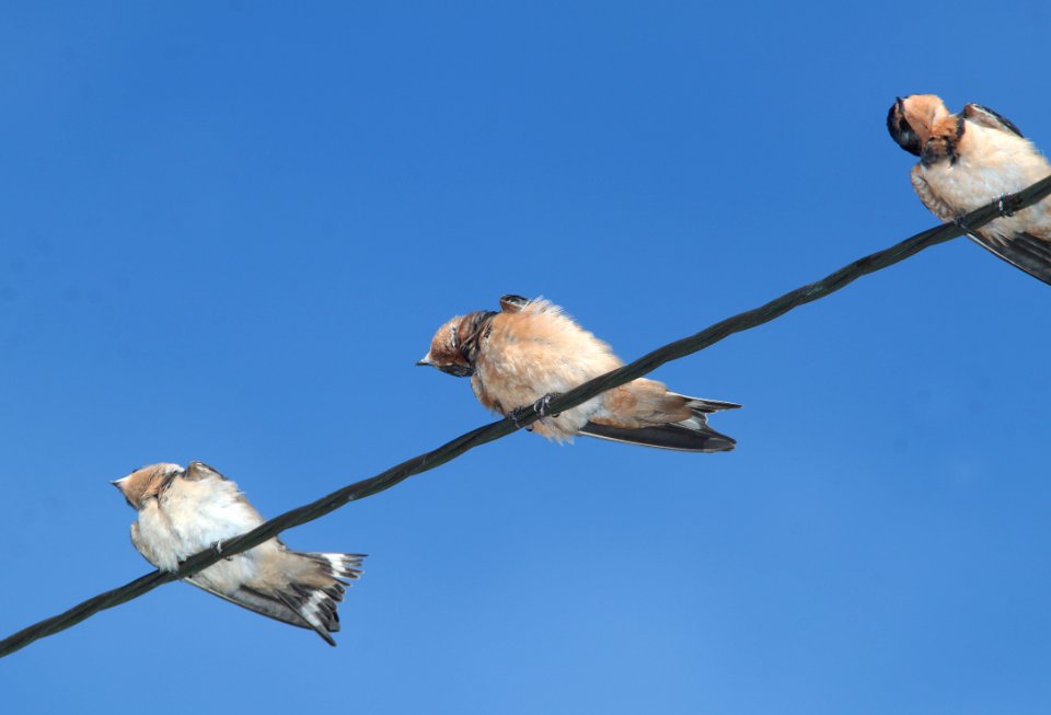 SWALLOW, BARN (7-26-11) kino springs, scc, az -03