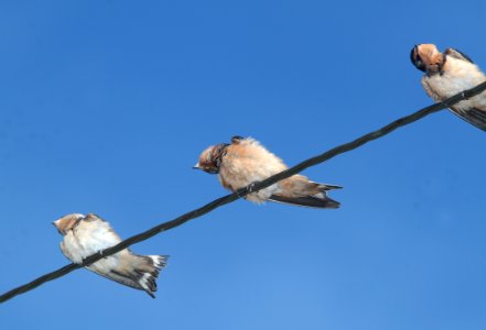 SWALLOW, BARN (7-26-11) kino springs, scc, az -03