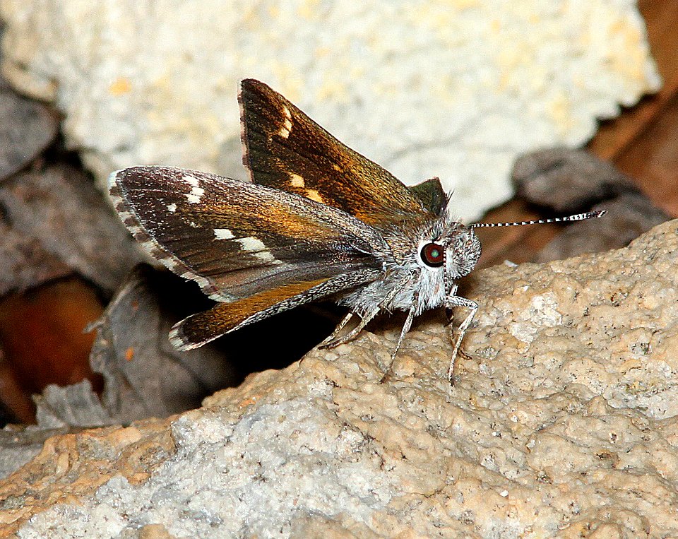 ROADSIDE-SKIPPER, BRONZE (Amblyscirtes aenus) (7-19-11) humboldt cyn, patagonia hills, scc, az - (1)