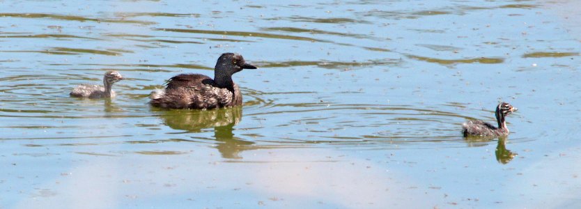 GREBE, LEAST (9-25-11) pena blanca lake, scc, az - 02