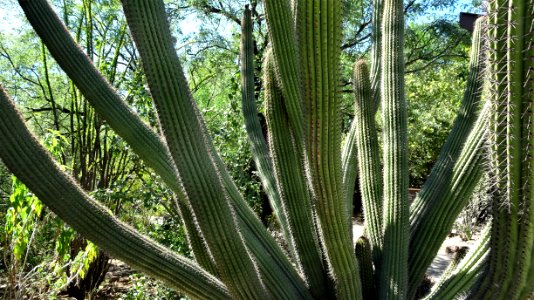2019.09.30 Sonora Desert Museum