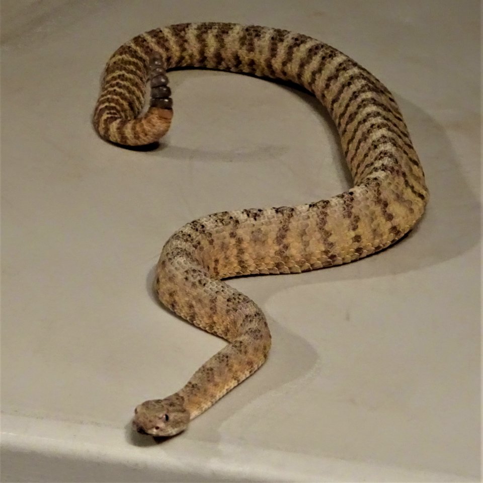 2019.09.30 Sonora Desert Museum