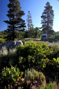 CA 1225 - LAKE ALPINE, 7600 FT, INYO NAY FOREST, CA - 02