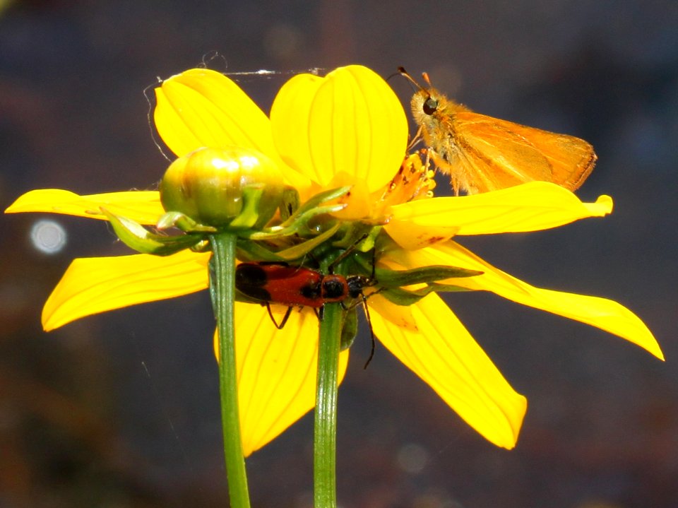 SKIPPER, SUNRISE (Adopaeoides prittwitzi) (10-2-12) below parker lake spillway, cochise co, az -03