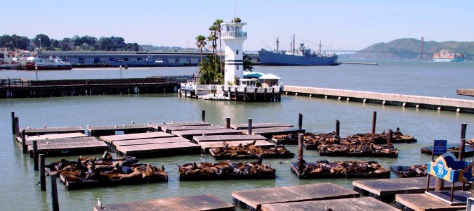 Pier 39 Sea Lions - San Francisco