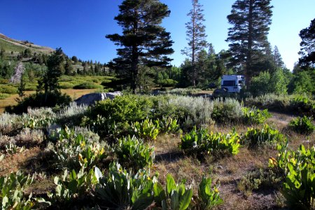 CA 1225 - LAKE ALPINE, 7600 FT, INYO NAY FOREST, CA - 03