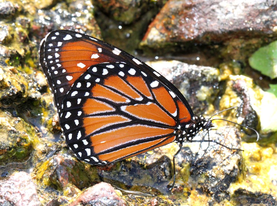 QUEEN (Danaus gillipus) (9-4-11) harshaw road, scc, az -01