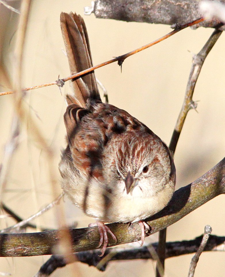 SPARROW, BOTTERI'S (2-5-13) circulo montana, patagonia lake ranch estates, scc, az -SURVEY LOCATION 06 b