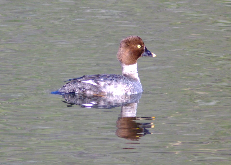 058 - COMMON GOLDENEYE (3-15-09) bob jones bridge, sloco, ca (8)