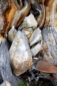 CA 1231 - INYO NAT FOREST, ANCIENT BRISTLECONE FOREST, ca - 18