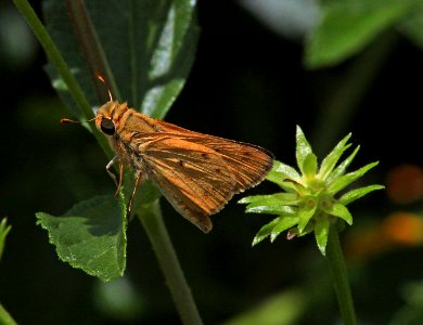 SKIPPER, FIERY (Hylephilia phyleus) (8-11-11) patagoniaa post office, scc, az -01