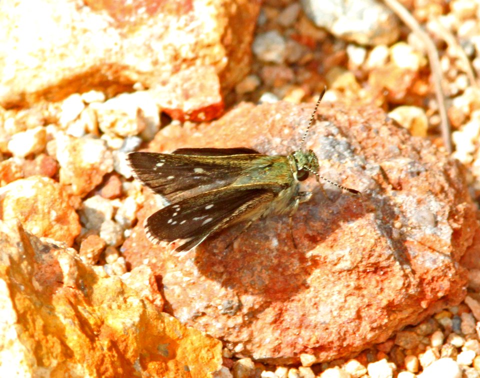 ROADSIDE-SKIPPER, ELISSA (Amblyscirtes elissa) (7-19-11) humboldt cyn, patagonia hills, scc, az -01a
