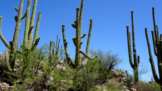 2018.05.19 Catalina State Park