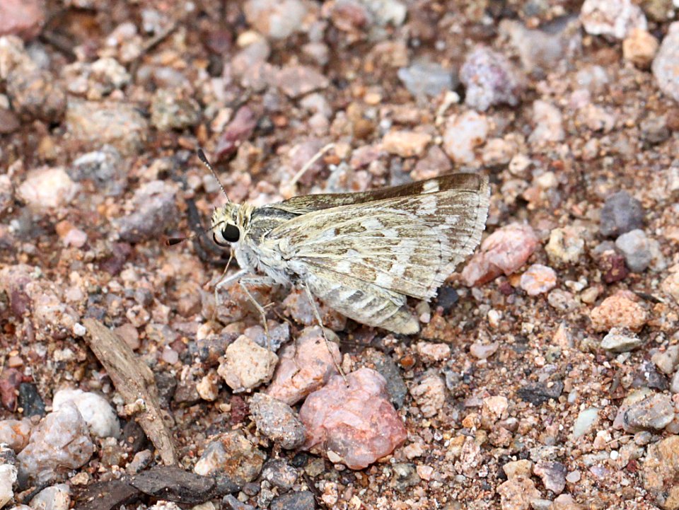 SKIPPER, CARUS (Polites carus) (7-6-11) 78 circulo montana, patagonia lake ranch estates, scc, az - 01
