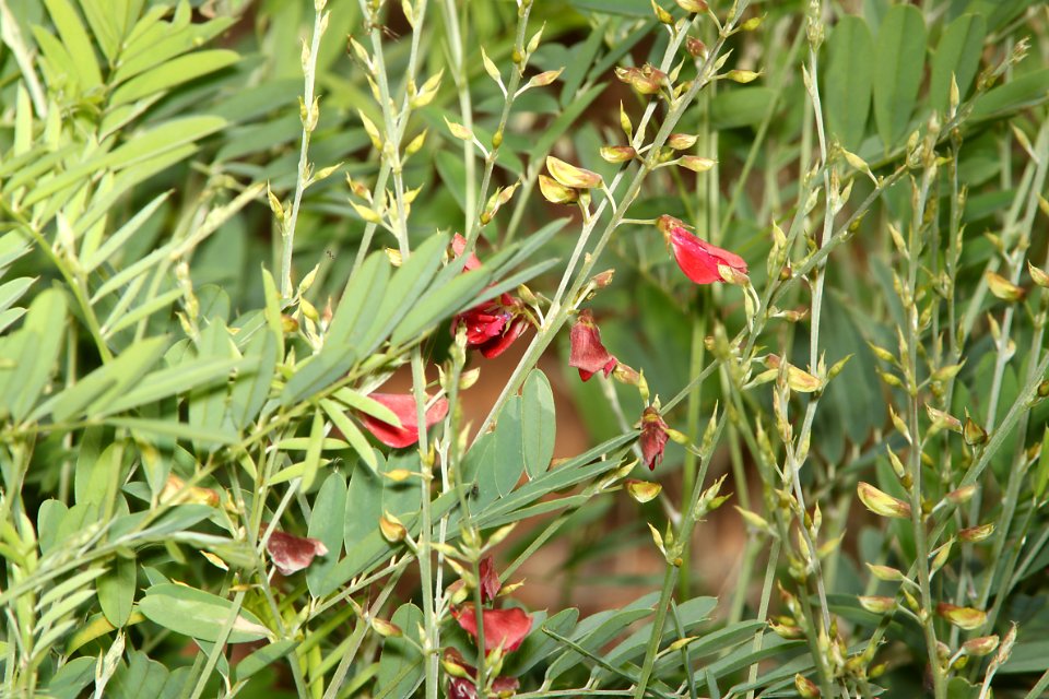 SMOOTH-PODDED HOARYPEA (Tephrosia leiocarpa) (8-7-11) harshaw road, scc, az -01
