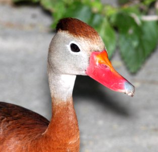 003 - BLACK-BELLIED WHISTLING-DUCK  (4-19-12) convention center, south padre island, tx  (2)