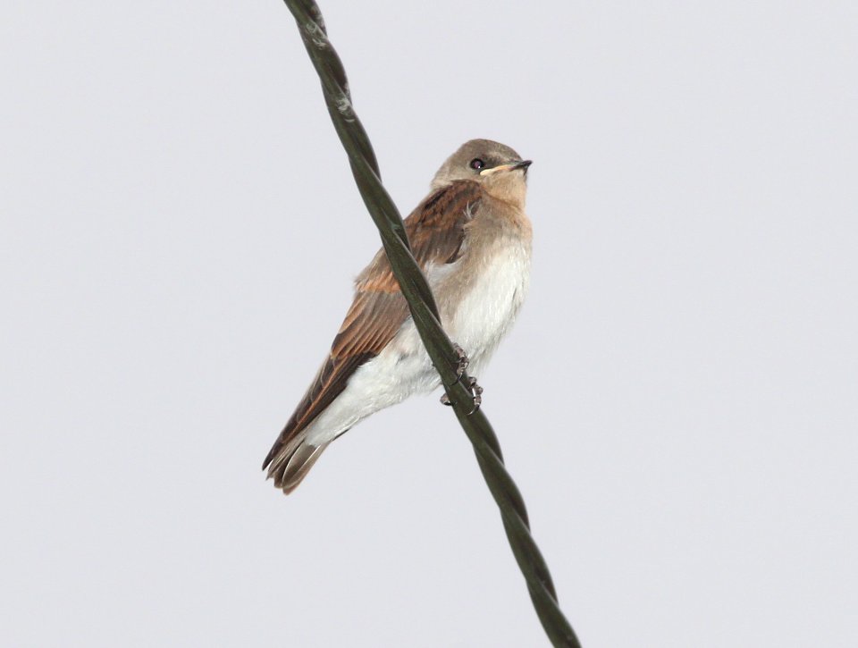 SWALLOW, ROUGH-WINGED (7-11-11) juv, kino springs, nogales, scc, az -01
