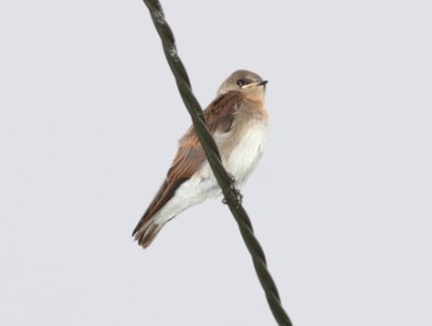 SWALLOW, ROUGH-WINGED (7-11-11) juv, kino springs, nogales, scc, az -01