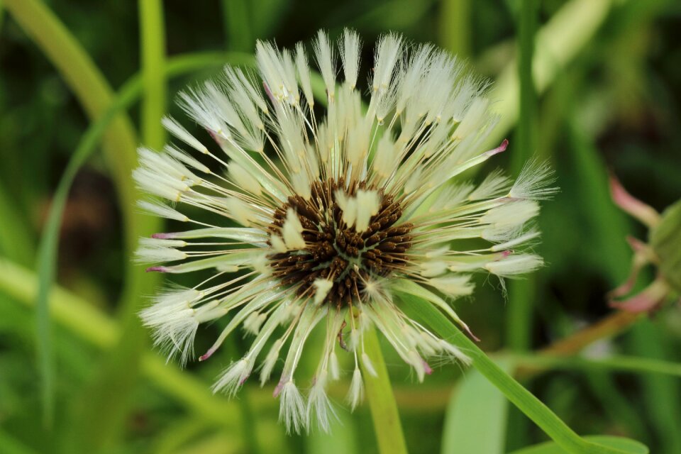 Flora plant close up