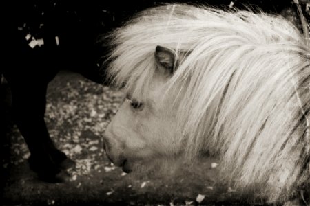 Pony.