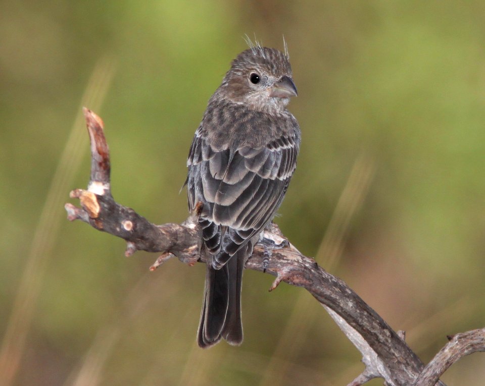 FINCH, HOUSE (7-4-11) juv, 78 circulo montana, patagonia lake ranch estates, scc, az - 01