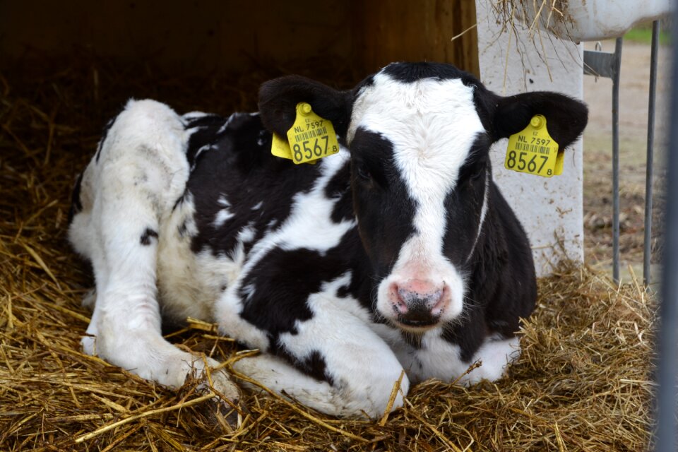 Cow farm animal agriculture
