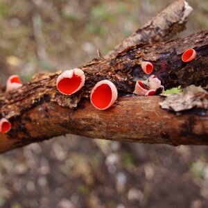 Spring mushroom red cup photo