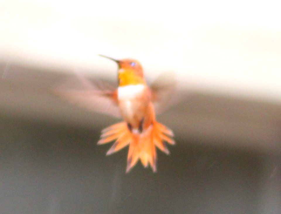 HUMMINGBIRD, ALLEN'S (7-11-11) paton's, patagonia, scc, az -06