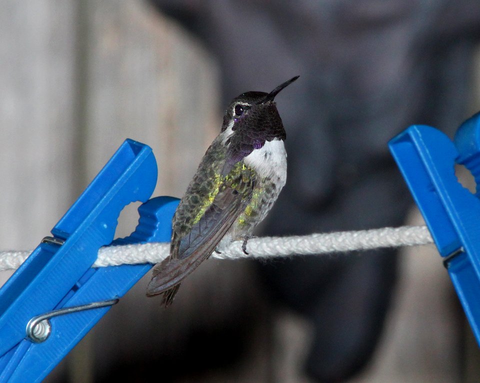 HUMMINGBIRD, COSTA'S (7-14-11) 78 circulo montana, patagonia lake ranch estates, scc, az -01