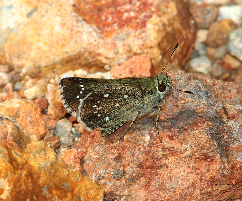 ROADSIDE-SKIPPER, ELISSA (Amblyscirtes elissa) (7-19-11) humboldt cyn, patagonia hills, scc, az -01c