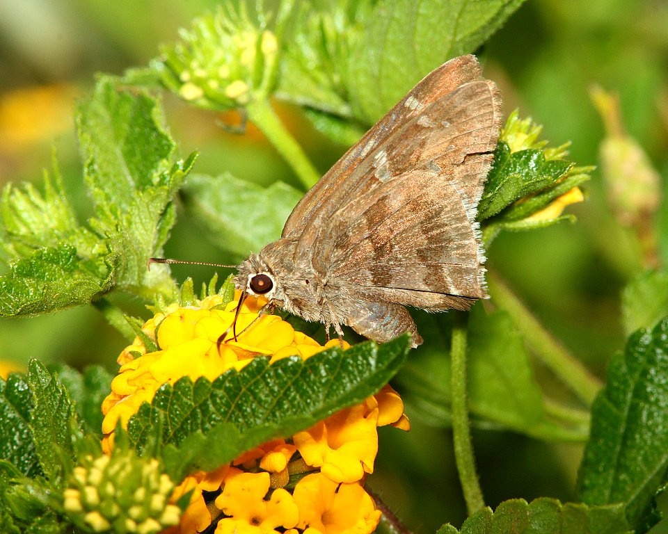 SKIPPER, ACACIA (Cogia hippalus) (7-6-11) 78 circulo montana, patagonia lake ranch estates, scc, az - 02