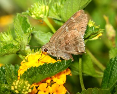 SKIPPER, ACACIA (Cogia hippalus) (7-6-11) 78 circulo montana, patagonia lake ranch estates, scc, az - 02