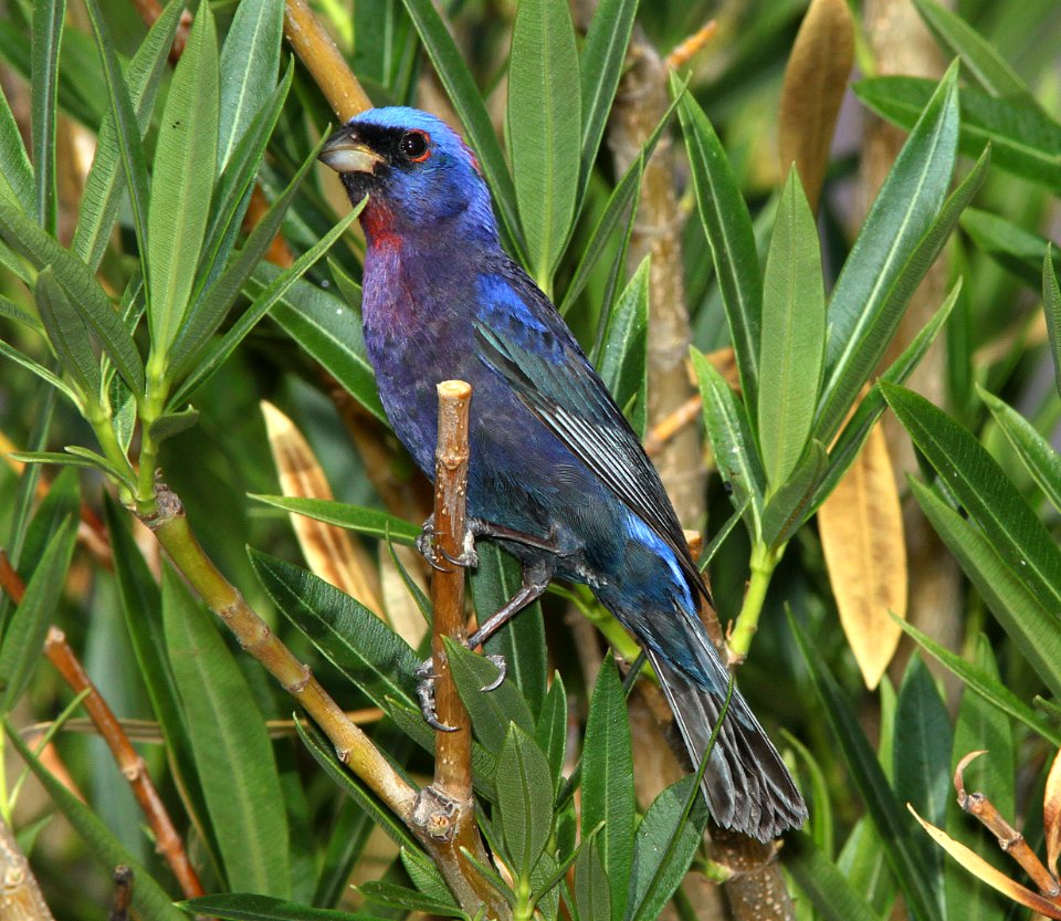BUNTING, VARIED (7-4-11) 78 circulo montana, patagonia lake ranch estates, scc, az - 09