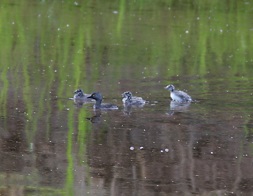 GREBE, LEAST (8-6-11) with young in pena blanca cove, pena blanca, scc, az -04