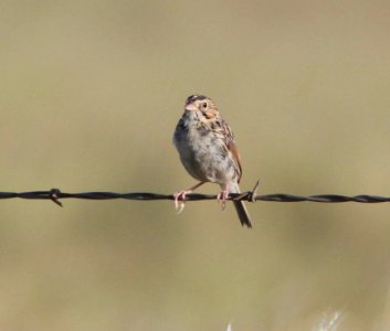 SPARROW, GRASSHOPPER  (9-15-11) san rafael grasslands, scc, az -02
